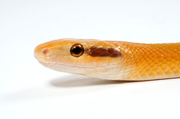 Taiwan Beauty Snake // Taiwan-Schönnatter (Elaphe taeniura friesi)