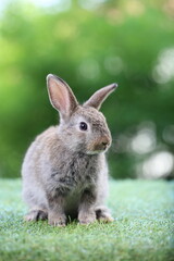 Cute little rabbit on green grass with natural bokeh as background during spring. Young adorable bunny playing in garden. Lovrely pet at park
