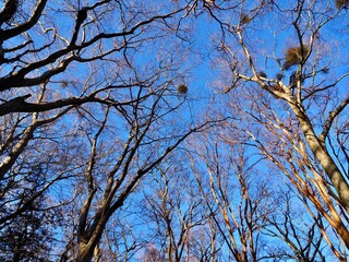 青空に映える冬の木々　枯木の背景