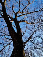青空に映える冬の木　枯木の背景