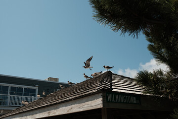Seagulls at Rehoboth