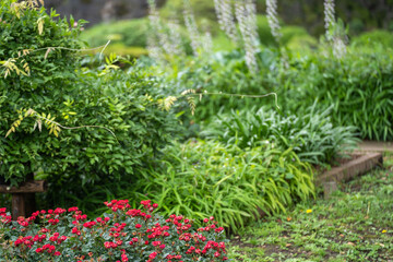 Fototapeta na wymiar 梅雨時期の新緑の花壇（日比谷公園）