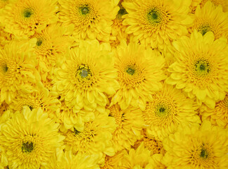 Blooming  yellow Mums or Chrysanthemums , autumn flower background.