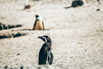The penguins on the beach at builders beach in Cape Town South Africa