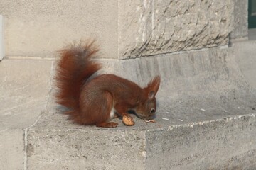 Nahaufnahme Eichhörnchen 