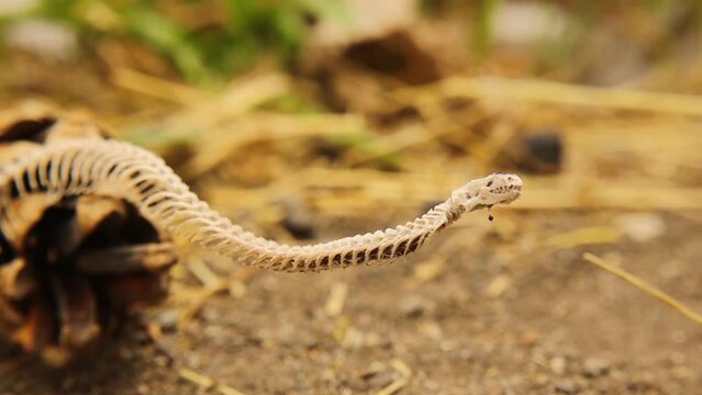 Dead blind snake in woods.
Snake skeleton detail, Skull, spine, ribs and tail.
Exotic reptiles.
It's called an Anatolian, Turkish Worm Lizard, worm snake (Blanus strauchi) Non venomous.
Dead animal