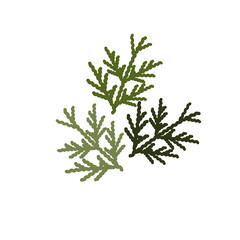 Vector illustration of thuja in flat style. Merry Christmas. The thuja isolated on white background.