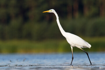 Bird Egretta alba Great Egret white bird