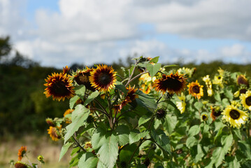 Orange and yellow sunflowers growing on an allotment in late summer
