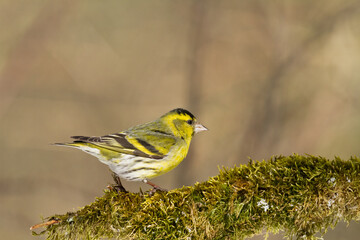 Bird Siskin Carduelis spinus male, small yellow bird, winter time in Poland Europe