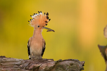 Bird Hoopoe Upupa epops, summer time in Poland Europe