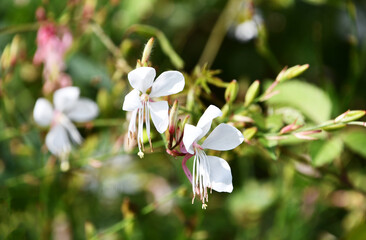 ガウラ（ヤマモモソウ）