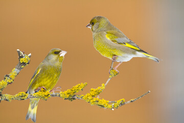 Obraz premium The European greenfinch Chloris chloris or common greenfinch songbird winter time blue background