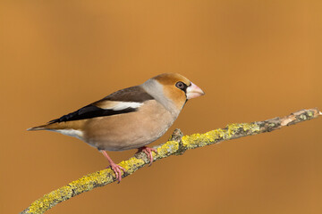Hawfinch Coccothraustes coccothraustes amazing bird perched on tree orange background