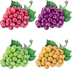 Watercolor hand drawn grape fruit