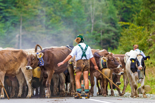 Viehscheid - Allg&auml;u - Almabtrieb