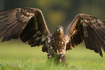 Majestic predator White-tailed eagle, Haliaeetus albicilla in Poland wild nature