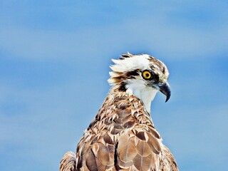 Seeadler auf Beobachtungsposten