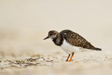 bird - Ruddy Turnstone migratory Arenaria interpres shorebird, migratory bird, Poland Europe Baltic Sea