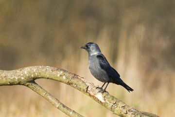 Bird - Jackdaw Corvus monedula, Poland Europe