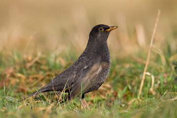 male Blackbird Turdus merula on the forest puddle amazing warm light sunset sundown