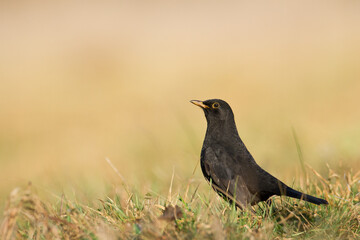 male Blackbird Turdus merula on the forest puddle amazing warm light sunset sundown