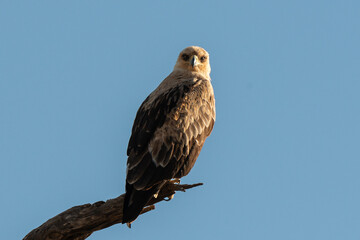 Aigle de Wahlberg,.Hieraaetus wahlbergi, Wahlberg's Eagle
