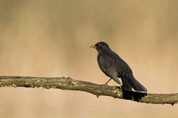 male Blackbird Turdus merula on the forest puddle amazing warm light sunset sundown