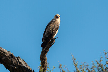 Aigle de Wahlberg,.Hieraaetus wahlbergi, Wahlberg's Eagle