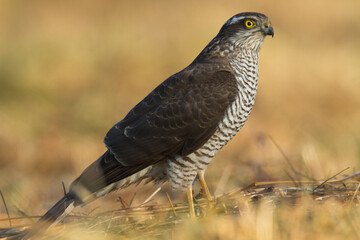 Birds of prey Sparrowhawk Accipiter nisus, hunting time bird sitting on the branch, Poland Europe