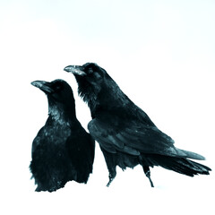 Bird Common Raven Corvus corax, dark style big black scary bird sitting on the branch, Helloween