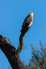 Aigle de Wahlberg,.Hieraaetus wahlbergi, Wahlberg's Eagle