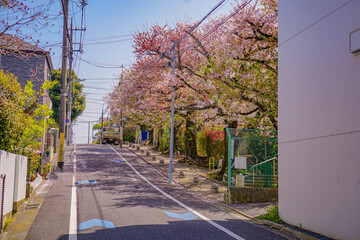 Fototapeta na wymiar 東京都大田区の桜