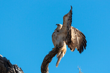 Aigle de Wahlberg,.Hieraaetus wahlbergi, Wahlberg's Eagle