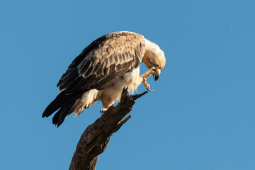 Aigle de Wahlberg,.Hieraaetus wahlbergi, Wahlberg's Eagle