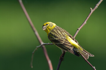 Bird European serin Serinus serinus perched on the tree, Poland Europe
