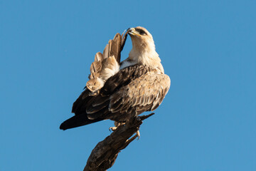 Aigle de Wahlberg,.Hieraaetus wahlbergi, Wahlberg's Eagle
