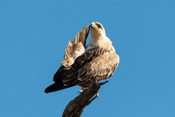 Aigle de Wahlberg,.Hieraaetus wahlbergi, Wahlberg's Eagle