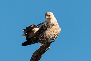 Aigle de Wahlberg,.Hieraaetus wahlbergi, Wahlberg's Eagle