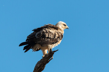 Aigle de Wahlberg,.Hieraaetus wahlbergi, Wahlberg's Eagle