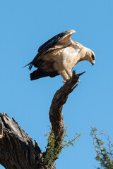 Aigle de Wahlberg,.Hieraaetus wahlbergi, Wahlberg's Eagle
