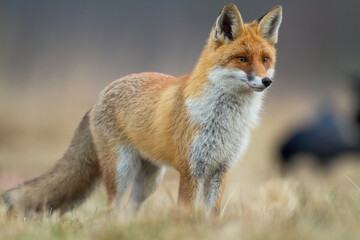 Fototapeta premium Fox (Vulpes vulpes) in autumn scenery, Poland Europe, animal walking among meadow hunting time
