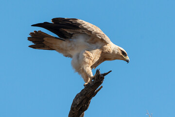 Aigle de Wahlberg,.Hieraaetus wahlbergi, Wahlberg's Eagle