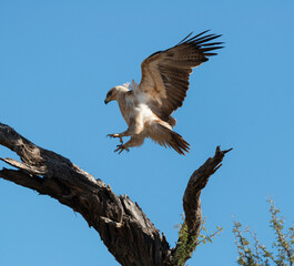 Aigle de Wahlberg,.Hieraaetus wahlbergi, Wahlberg's Eagle