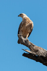 Aigle de Wahlberg,.Hieraaetus wahlbergi, Wahlberg's Eagle