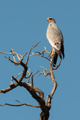 Autour chanteur, .Melierax canorus, Pale Chanting Goshawk
