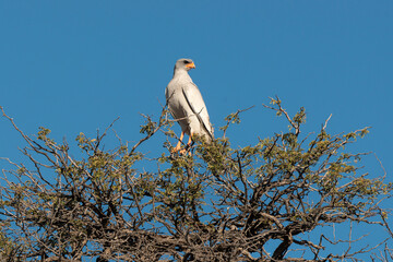 Autour chanteur, .Melierax canorus, Pale Chanting Goshawk