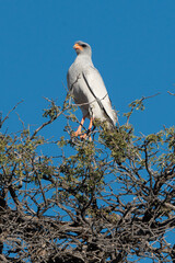 Autour chanteur, .Melierax canorus, Pale Chanting Goshawk