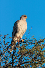 Autour chanteur, .Melierax canorus, Pale Chanting Goshawk