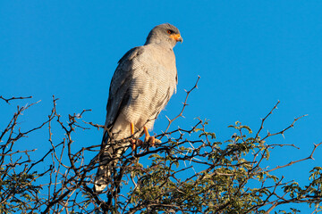Autour chanteur, .Melierax canorus, Pale Chanting Goshawk